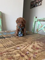Akc Red Toy Poodle Boy, a male Poodle - Toy  for sale in Campbell, TX – 2 of 10