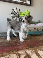 Akc Clear 🧬 Tested Blue Merle Phantom Parti 🩷, a female Poodle - Miniature  for sale in Campbell, TX – 5 of 10