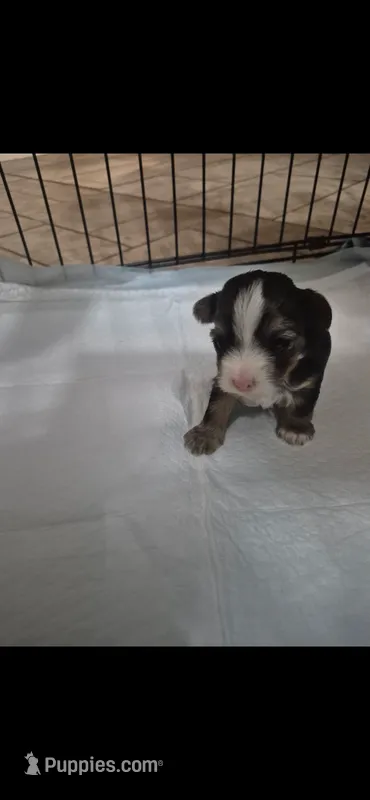 Sophie the Yorkie 🩷 – Yorkshire Terrier puppy for sale in Campbell, TX