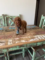 Akc Clear 🧬 Tested Red Poodle Boy 💙, a male Poodle - Miniature  for sale in Campbell, TX – 5 of 10