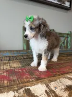 Akc Clear 🧬 Tested Blue Merle Phantom Parti with Blue eye, a female Poodle - Miniature  for sale in Campbell, TX – 10 of 10