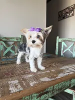 Blue Merle Parti Blue eyes Olive, a female Yorkshire Terrier for sale in Campbell, TX – 2 of 10