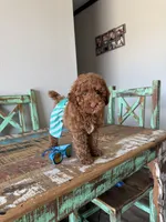 Akc Clear 🧬 Tested Red Poodle Boy 💙 bb, a male Poodle - Toy  for sale in Campbell, TX – 6 of 10