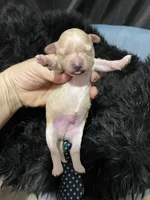 Maltipoo Boy 💙, a male Maltipoo for sale in Campbell, TX – 2 of 7