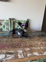 Blue Merle Yorkie Jolie 🩷, a female Yorkshire Terrier for sale in Campbell, TX – 8 of 10