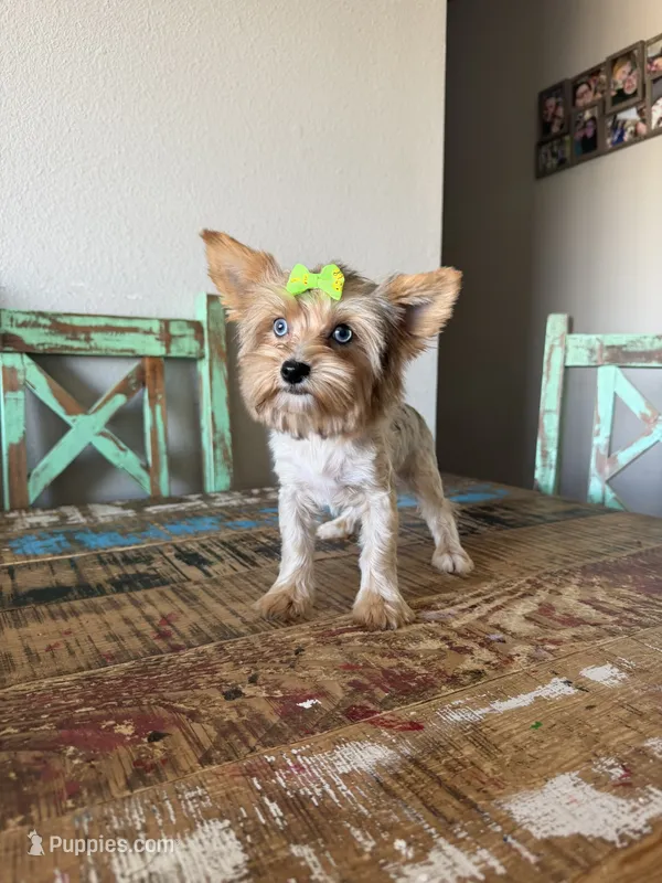 Merle Girl Pickle – Yorkshire Terrier puppy for sale in Campbell, TX