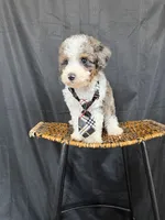 Akc Clear 🧬 Tested Blue Merle Phantom Parti 💙, a male Poodle - Miniature  for sale in Campbell, TX – 7 of 10