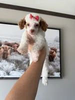 Akc Clear 🧬 Tested Chocolate Phantom Parti Girl 🩷, a female Poodle - Miniature  for sale in Campbell, TX – 4 of 10