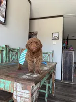 Akc Clear 🧬 Tested Red Poodle Boy 💙 bb, a male Poodle - Toy  for sale in Campbell, TX – 2 of 10