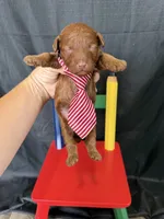 Akc Red Toy Poodle 💙, a male Poodle - Toy  for sale in Campbell, TX – 5 of 10