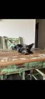 Blue Merle Yorkie Jolie 🩷, a female Yorkshire Terrier for sale in Campbell, TX – 8 of 9