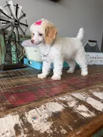 Akc Clear 🧬 Tested Chocolate Phantom Parti 🩷, a female Poodle - Toy  for sale in Campbell, TX – 10 of 10