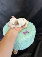 Akc Clear 🧬 tested Chocolate Phantom Parti Girl , a female Poodle - Miniature  for sale in Campbell, TX – 4 of 10