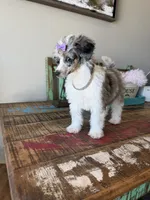 Akc Clear 🧬 Tested Blue Merle Phantom Parti 🩷, a female Poodle - Miniature  for sale in Campbell, TX – 2 of 10