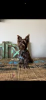KB Chocolate Boy Rocky, a male Yorkshire Terrier for sale in Campbell, TX – 8 of 9