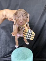 Akc Clear Chocolate Merle Phantom White Tie, a male Poodle - Miniature  for sale in Campbell, TX – 3 of 6