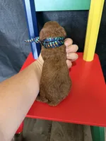 Akc Red Toy Poodle Boy Blue Tie, a male Poodle - Toy  for sale in Campbell, TX – 9 of 9
