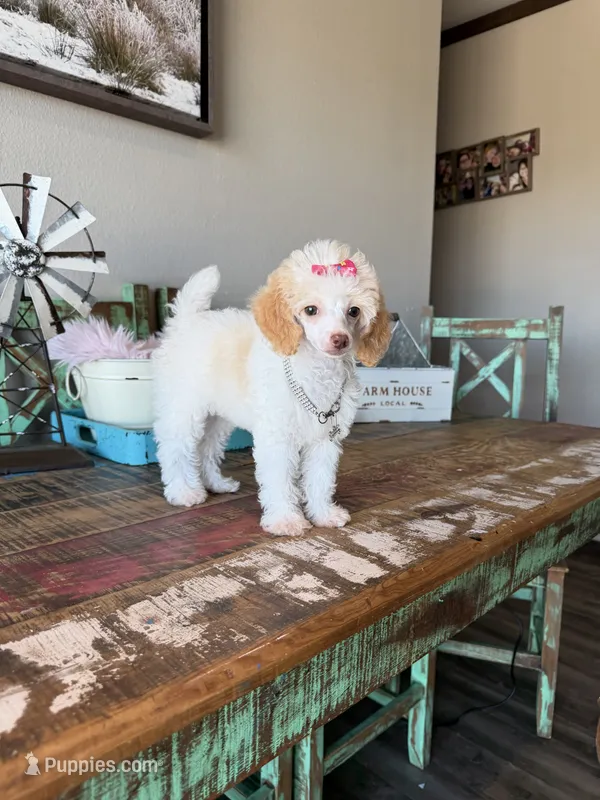 Akc Clear 🧬 Tested Chocolate Phantom Parti Girl – Poodle - Toy  puppy for sale in Campbell, TX
