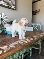 Akc Clear 🧬 Tested Chocolate Phantom Parti Girl, a female Poodle - Toy  for sale in Campbell, TX – 1 of 9