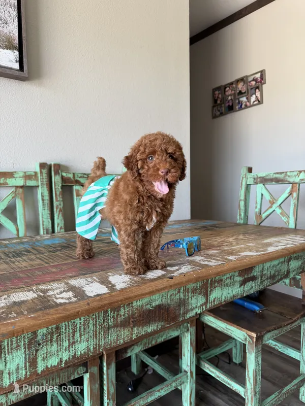 Akc Clear 🧬 Tested Red Poodle Boy 💙 bb – Poodle - Miniature  puppy for sale in Campbell, TX