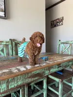 Akc Clear 🧬 Tested Red Poodle Boy 💙 bb, a male Poodle - Toy  for sale in Campbell, TX – 1 of 10