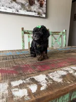 Akc Clear 🧬 Tested Black Phantom Girl, a female Poodle - Miniature  for sale in Campbell, TX – 3 of 10