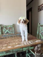 Akc Clear 🧬 Tested Chocolate Phantom Parti 🩷, a female Poodle - Miniature  for sale in Campbell, TX – 10 of 10