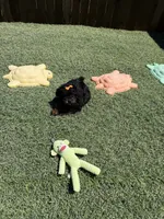 Akc Clear 🧬 Black Phantom Girl 🩷, a female Poodle - Miniature  for sale in Campbell, TX – 9 of 10