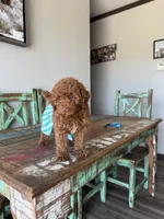 Akc Clear 🧬 Tested Red Poodle Boy 💙 bb, a male Poodle - Toy  for sale in Campbell, TX – 3 of 10