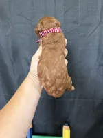 Akc Red Toy Poodle 💙, a male Poodle - Toy  for sale in Campbell, TX – 7 of 10