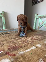 Akc Red Toy Poodle Boy, a male Poodle - Toy  for sale in Campbell, TX – 5 of 10