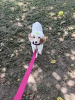 Akc Clear 🧬 Tested Chocolate Phantom Parti 🩷, a female Poodle - Miniature  for sale in Campbell, TX – 8 of 10