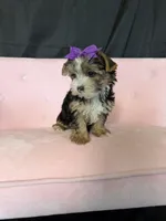 Sweet Parti Girl, a female Yorkshire Terrier for sale in Campbell, TX – 5 of 10