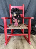 Akc Tiny Black Phantom Boy 💙, a male Poodle - Toy  for sale in Campbell, TX – 7 of 10