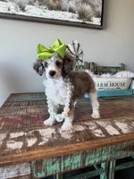 Akc Clear 🧬 Tested Blue Merle Phantom Parti 🩷, a female Poodle - Miniature  for sale in Campbell, TX – 9 of 10