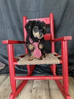 Akc Tiny Black Phantom Boy 💙, a male Poodle - Toy  for sale in Campbell, TX – 6 of 10