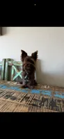 KB Chocolate Boy Rocky, a male Yorkshire Terrier for sale in Campbell, TX – 3 of 9