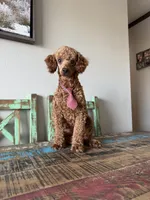 Akc 🧬 Clear Bred the Color Red Bentley 💙, a male Poodle - Miniature  for sale in Campbell, TX – 2 of 10