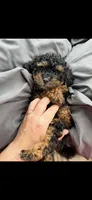 Akc Tiny Black Phantom Boy 💙, a male Poodle - Toy  for sale in Campbell, TX – 9 of 10