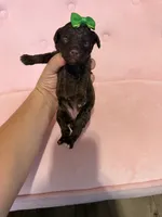 Akc Clear 🧬 tested Chocolate Phantom 🩷, a female Poodle - Miniature  for sale in Campbell, TX – 5 of 10