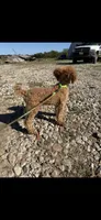 Akc Clear 🧬 Tested Red Phantom bb 💙- Small Moyen, a male Poodle - Standard  for sale in Campbell, TX – 3 of 10
