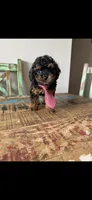 Akc Tiny Black Phantom Boy 💙, a male Poodle - Toy  for sale in Campbell, TX – 8 of 10