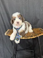 Akc Clear 🧬 Tested Blue Merle Phantom Parti 💙, a male Poodle - Miniature  for sale in Campbell, TX – 7 of 10