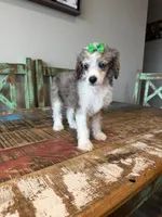 Akc Clear 🧬 Tested Blue Merle Phantom Parti with Blue eye, a female Poodle - Miniature  for sale in Campbell, TX – 4 of 10