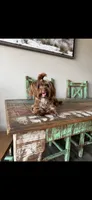 KB Chocolate Yorkie Cocobean 🩷, a female Yorkshire Terrier for sale in Campbell, TX – 2 of 2