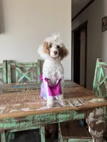 Akc Clear 🧬 Tested Chocolate Phantom Parti 🩷, a female Poodle - Miniature  for sale in Campbell, TX – 7 of 10