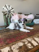 Akc Clear 🧬 Tested Blue Merle Phantom Parti 🩷, a female Poodle - Miniature  for sale in Campbell, TX – 8 of 10