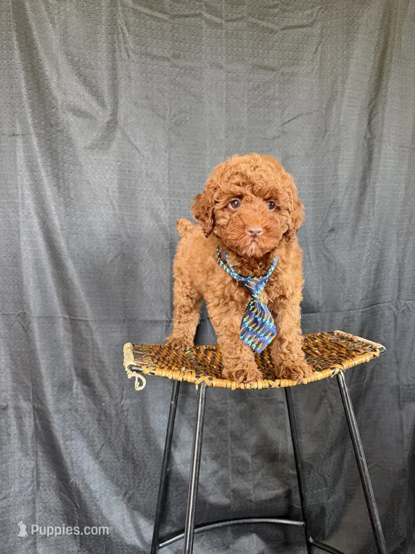 Akc Clear 🧬 Tested Red Poodle Boy 💙 bb – Poodle - Miniature  puppy for sale in Campbell, TX