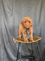Akc Clear 🧬 Tested Red Poodle Boy 💙 bb, a male Poodle - Miniature  for sale in Campbell, TX – 1 of 10