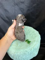 Akc Clear 🧬 tested Blue Merle Phantom Parti Girl, a female Poodle - Miniature  for sale in Campbell, TX – 2 of 10